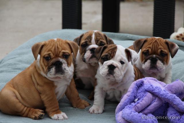 Chiots bulldog anglais disponible pour adoption 