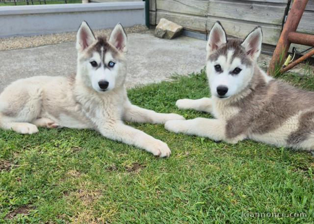 Chiot sibérien husky a donner 