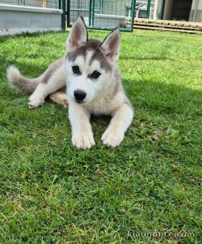 Je donne chiot husky sibérien 