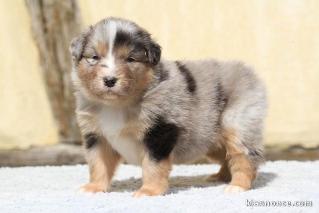 chiots berger australien lof mâle a donner 