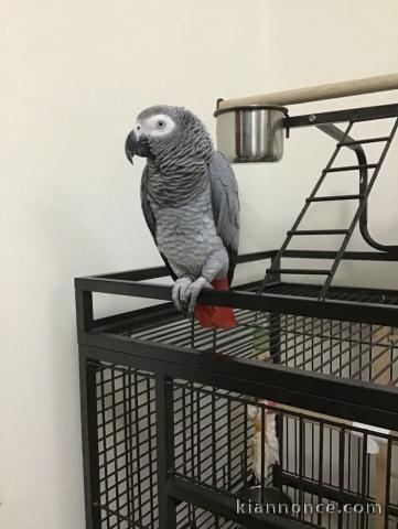 Couple perroquet gris Gabon disponible 