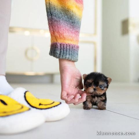 Bébé chiot York disponible mâle a donner 