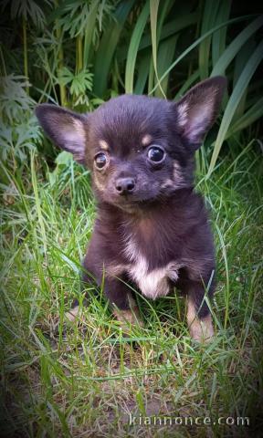 chiot chihuahua femelle a donner 