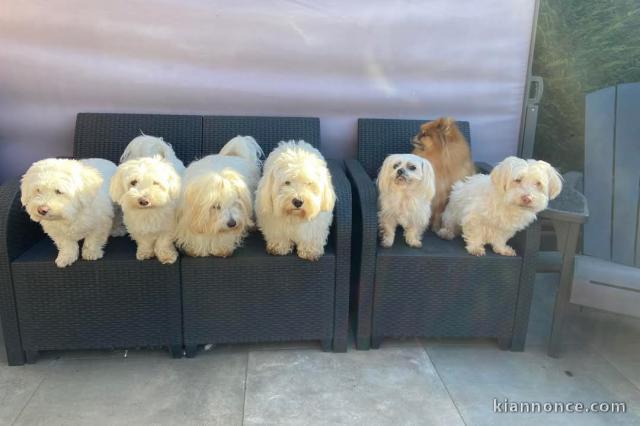 Chiots coton de Tuléar a donner 