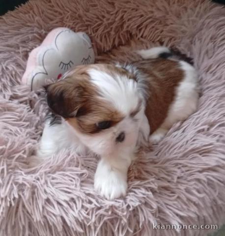 chiots Shih Tzu disponible pour adoption 