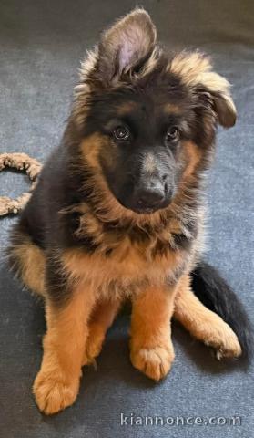 Bébé chiot berger allemand à donner mâle 