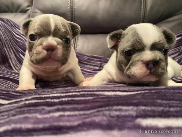 Bébé chiot bulldog français a donner 