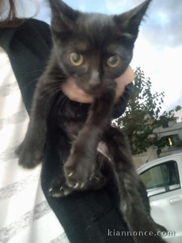 Chaton noir disponible 