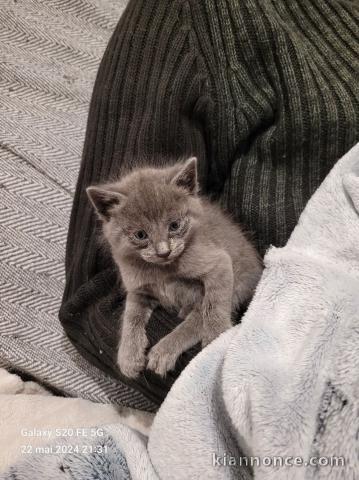 Chatons chatreux a donner 