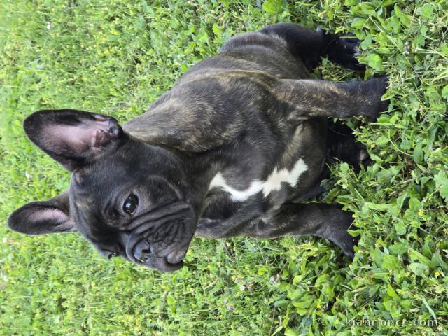 Chiots bouledogue français 