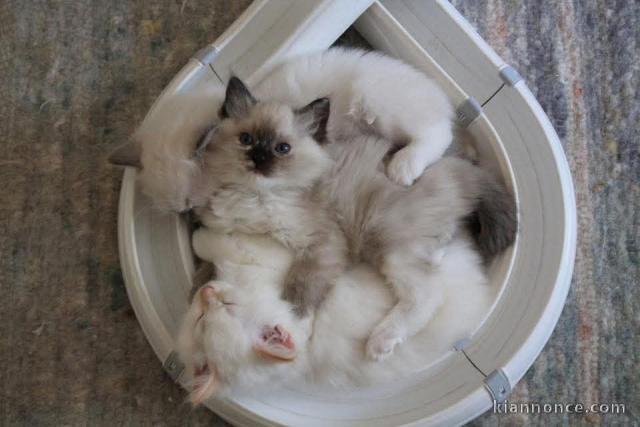 Chaton a donner contre bon soin 