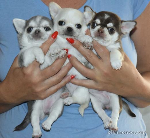 Adopter chiot chihuahua disponible 
