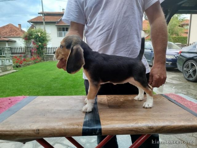 Beagle chiots à vendre