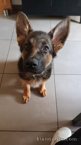 chiots berger allemand à adopter 