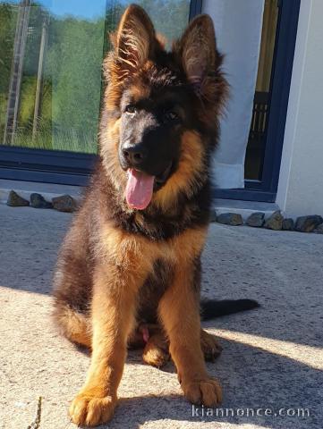 Je donne chiot berger allemand 