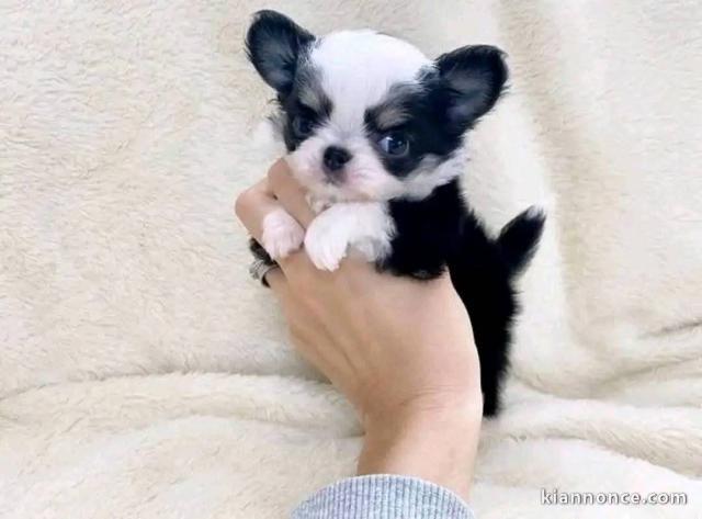 chiots chihuahua femelle a donner 