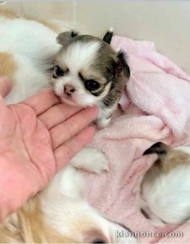 Je donne chiot chihuahua mâle 