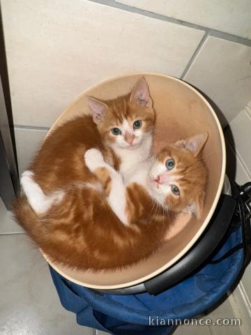 Chaton roux Main coon adorable 