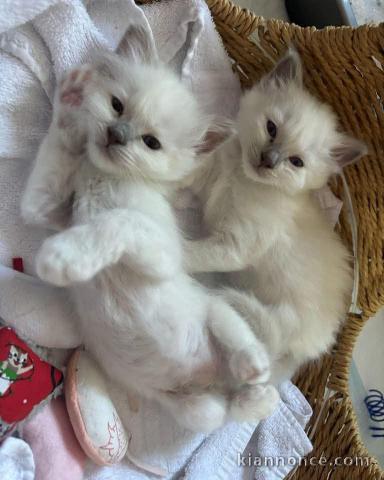 Bébé chaton sacré brimanie a donner 