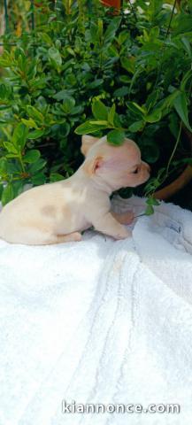 chiots chihuahua disponible pour adoption 