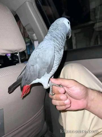 couple perroquet gris du Gabon disponible 