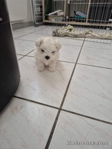 chiots bichon maltais disponible pour adoption 