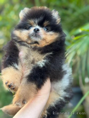 chiots spitz nain disponible 