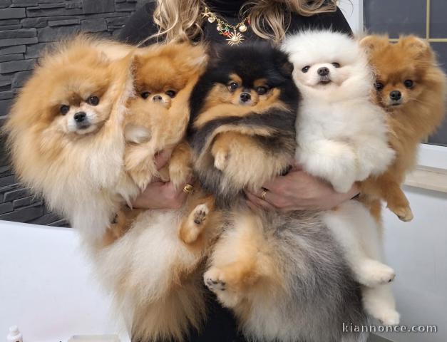 adoption chiot spitz nain disponible 