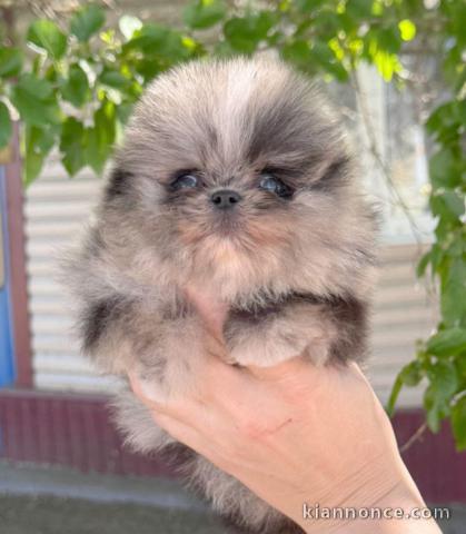 Bébé chiot spitz nain Poméranie femelle 