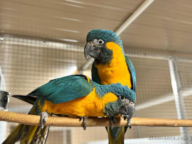 Je donne perroquet disponible 