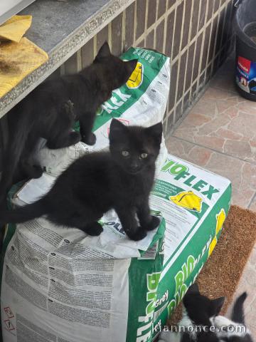 Je donne chaton noir disponible 