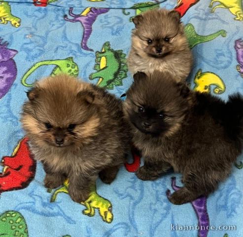 Don chiot spitz nain lof