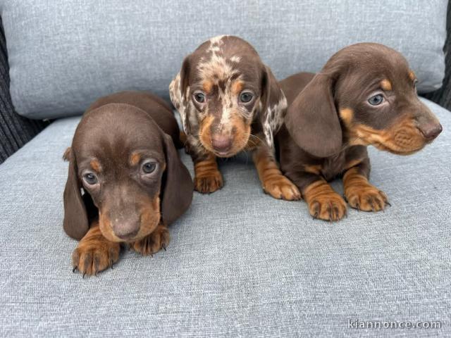 chiot teckel nain alerquin a donner 