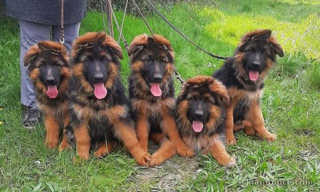 Adoption chiot berger allemand 