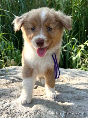 Je donne chiot berger australien 