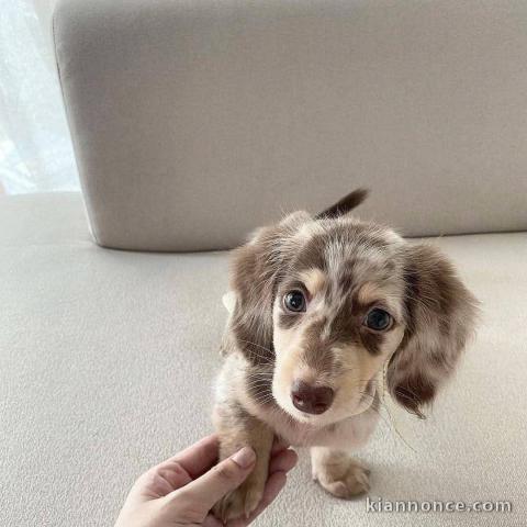 Magnifique chiot teckel alerquin kaminche a vendre 