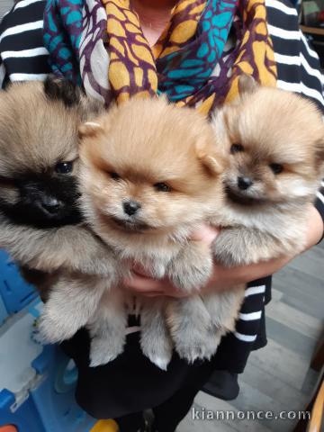 Magnifique chiot spitz nain Poméranie 