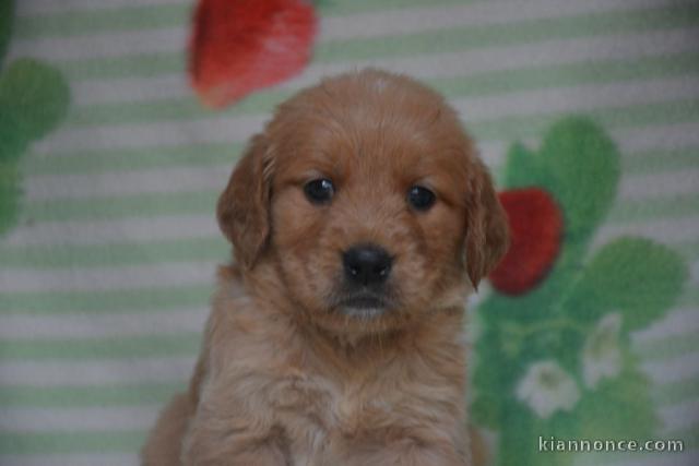 Chiots golden retriever a donner 
