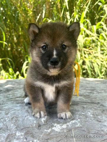 chiot Shiba inu a donner contre bon soin 