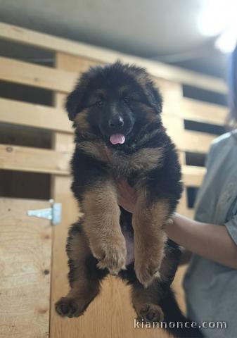 Disponible chiot type berger allemand 
