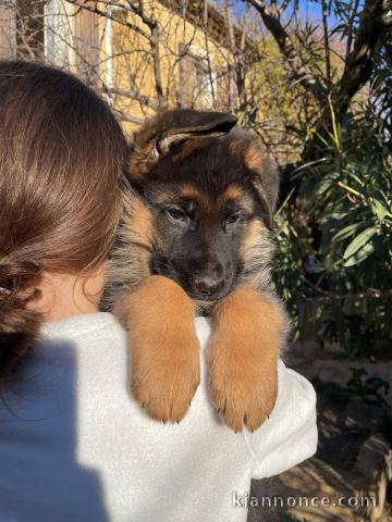 Chiot berger allemand à adopter 