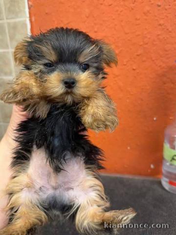 Adoption chiot Yorkshire terrier femelle 