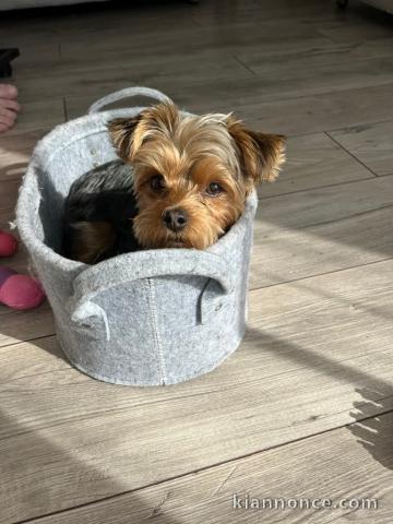 Je donne chiot Yorkshire 