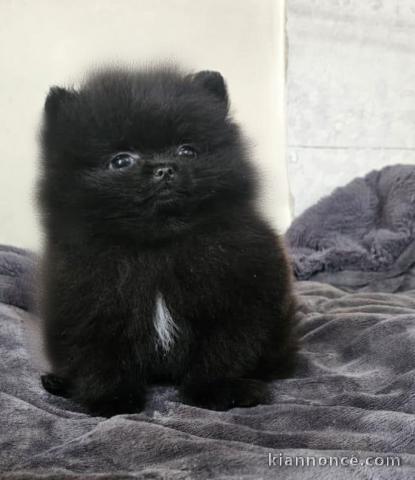 Magnifique chiot spitz allemand noir disponible 