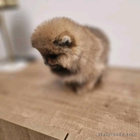 Bébé chiot spitz nain adorable 