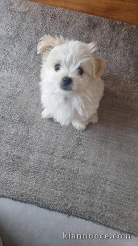 Chiots bichon maltais âge de 3 mois 