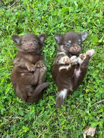 chiot chihuahua mâle et femelle 