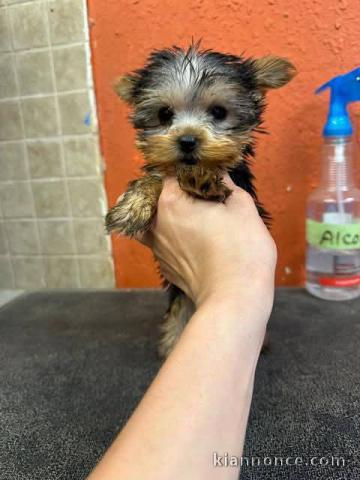 Chiots Yorkshire disponible 