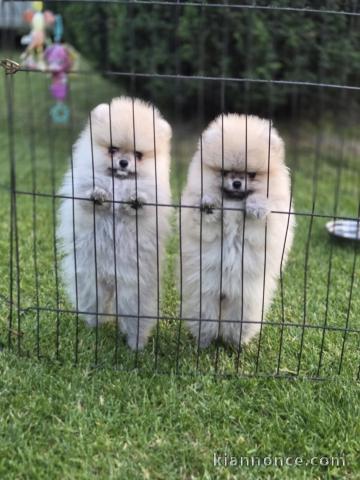 Adorable chiot spitz nain Poméranie 