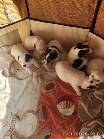 chiots jack Russel terrier à adopter 